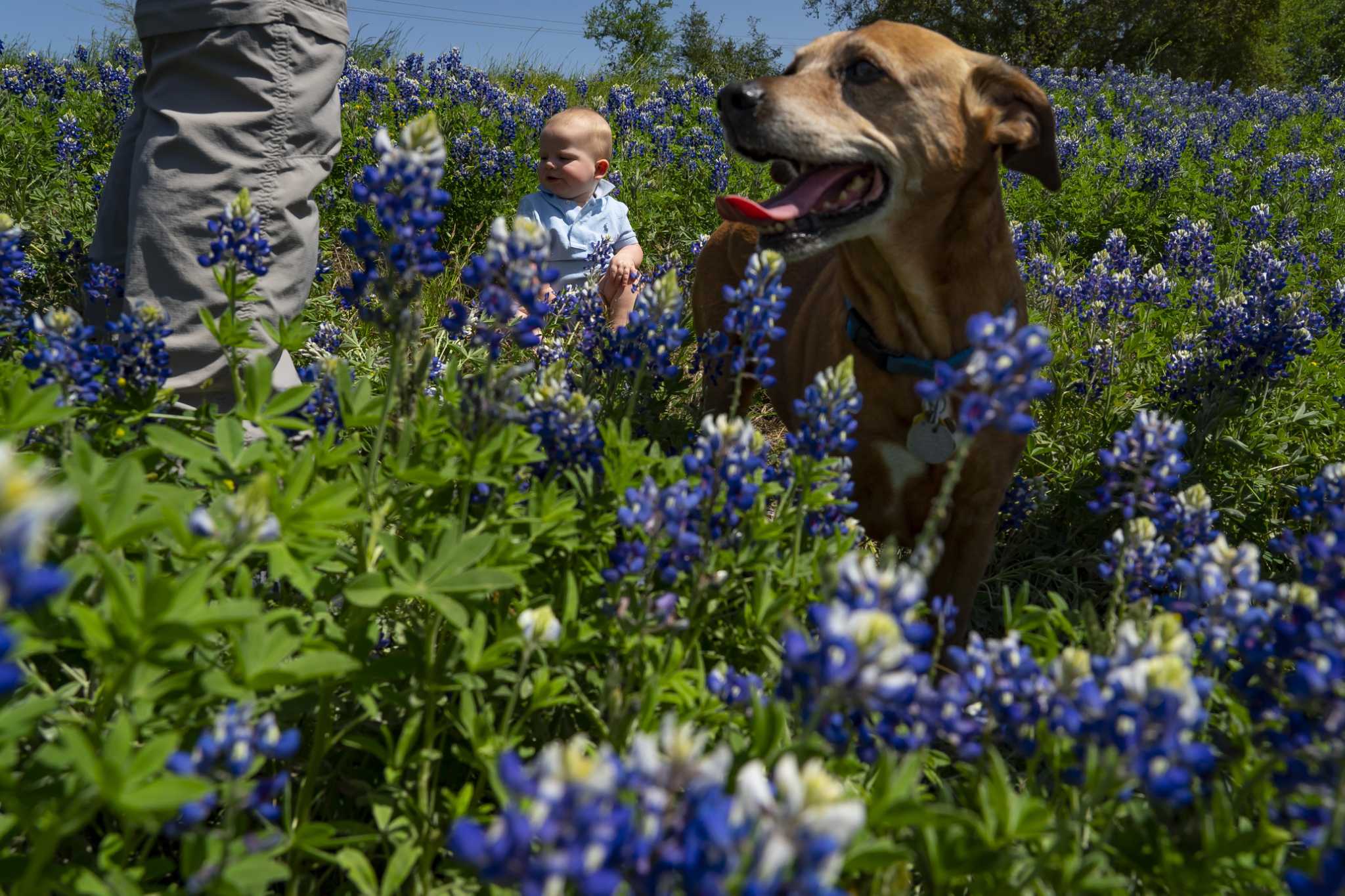 A pet's illness can put family at risk – Houston Chronicle