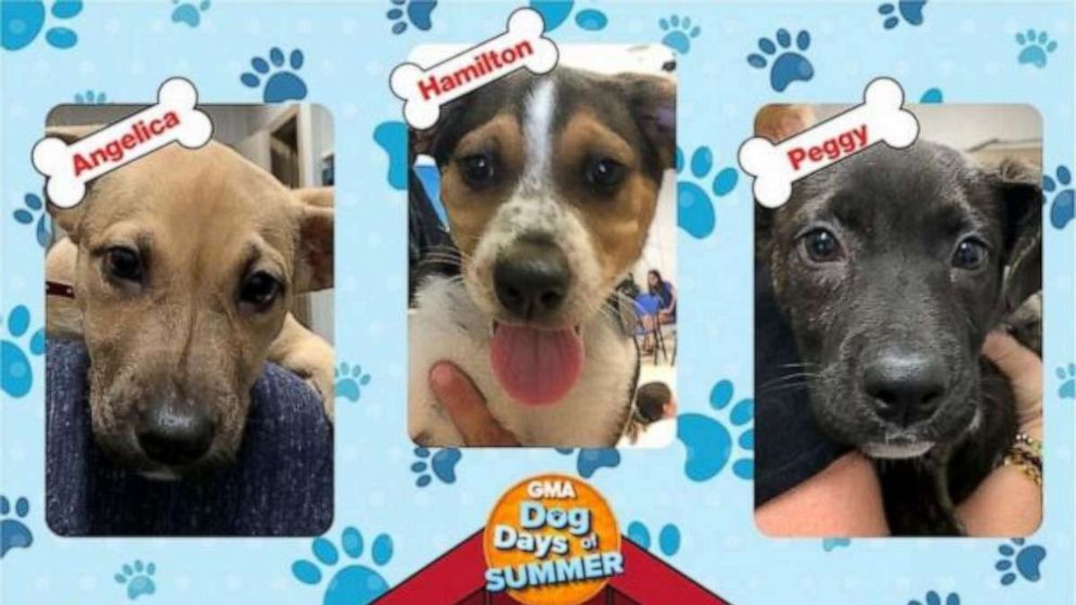 'GMA' celebrates Dogust: Meet these adoptable dogs from across the country! – GMA