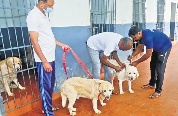 Kerala police set up a retirement home for trained dogs; an example for owners who abandon theirs – The New Indian Express