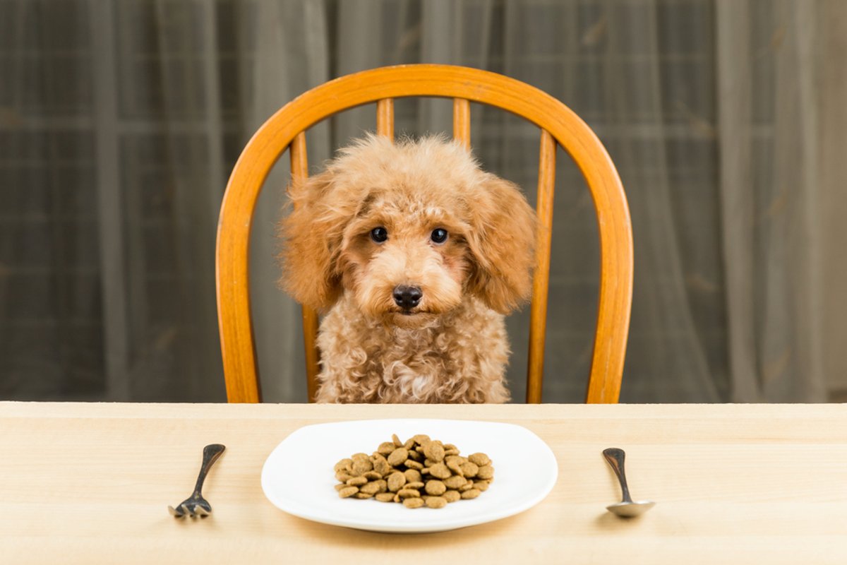 Best dog food UK | NationalWorld – NationalWorld