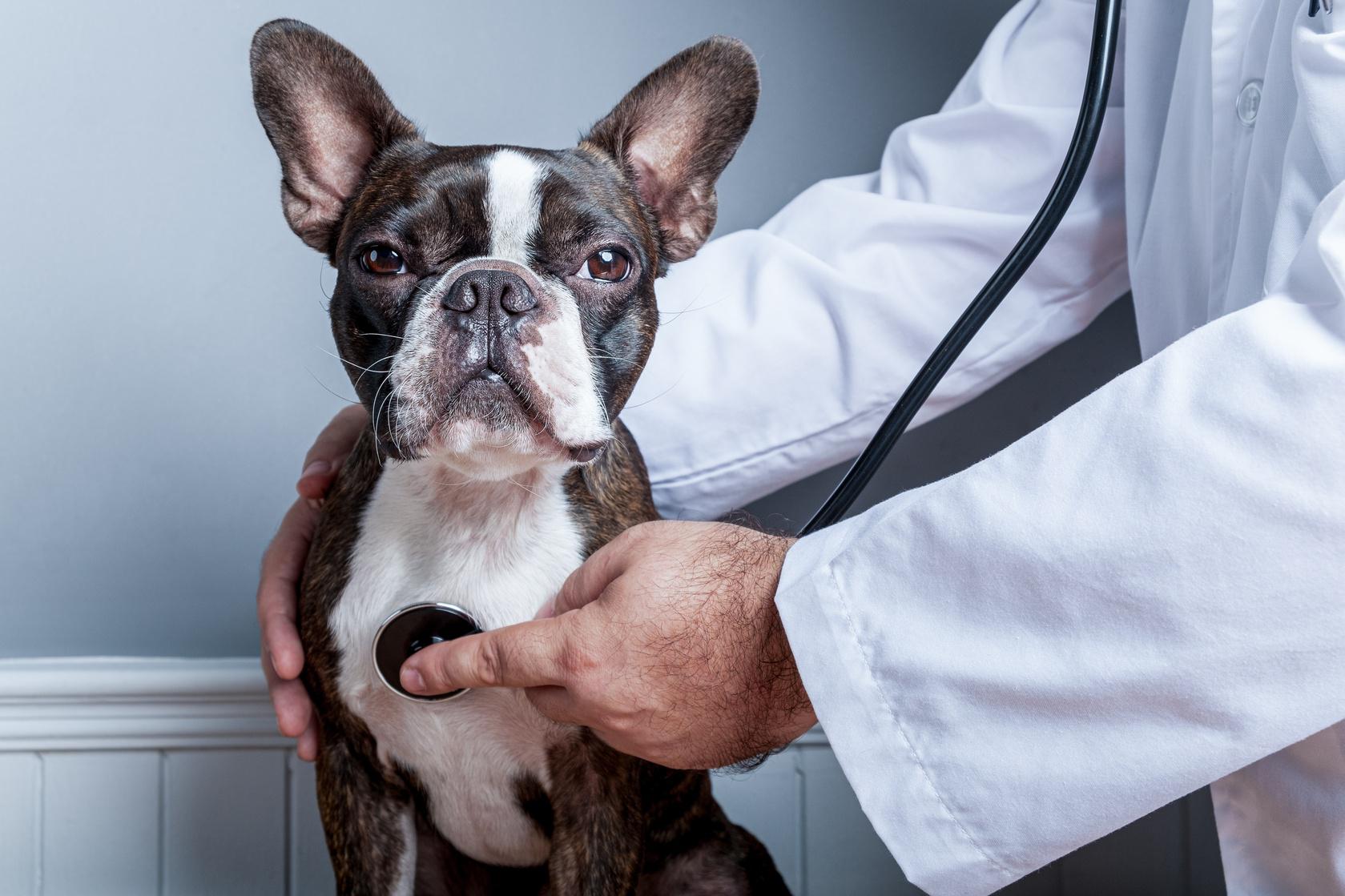 Pet Insurer Creates Platform That Can Predict Your Dog’s Medical Future – Forbes