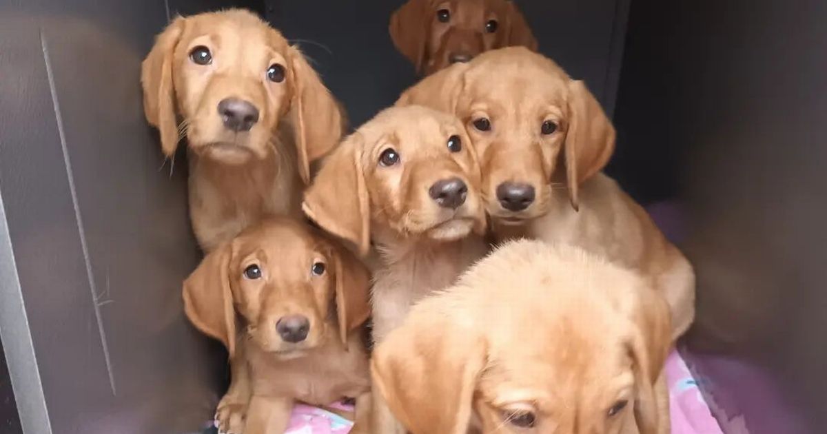 Seven Labrador puppies ‘dumped’ on the side of A249 amid ongoing ‘pet crisis’ – Kent Live