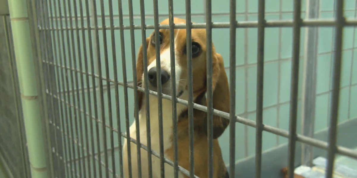 Rockingham County Supervisors get overview of proposed commercial dog kennel ordinance – WHSV