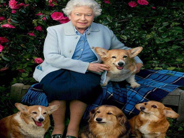 Queen Elizabeth's Dog Corgis Now Will Be Cared By Her Son Prince Andrew Know All The Details – Forbque