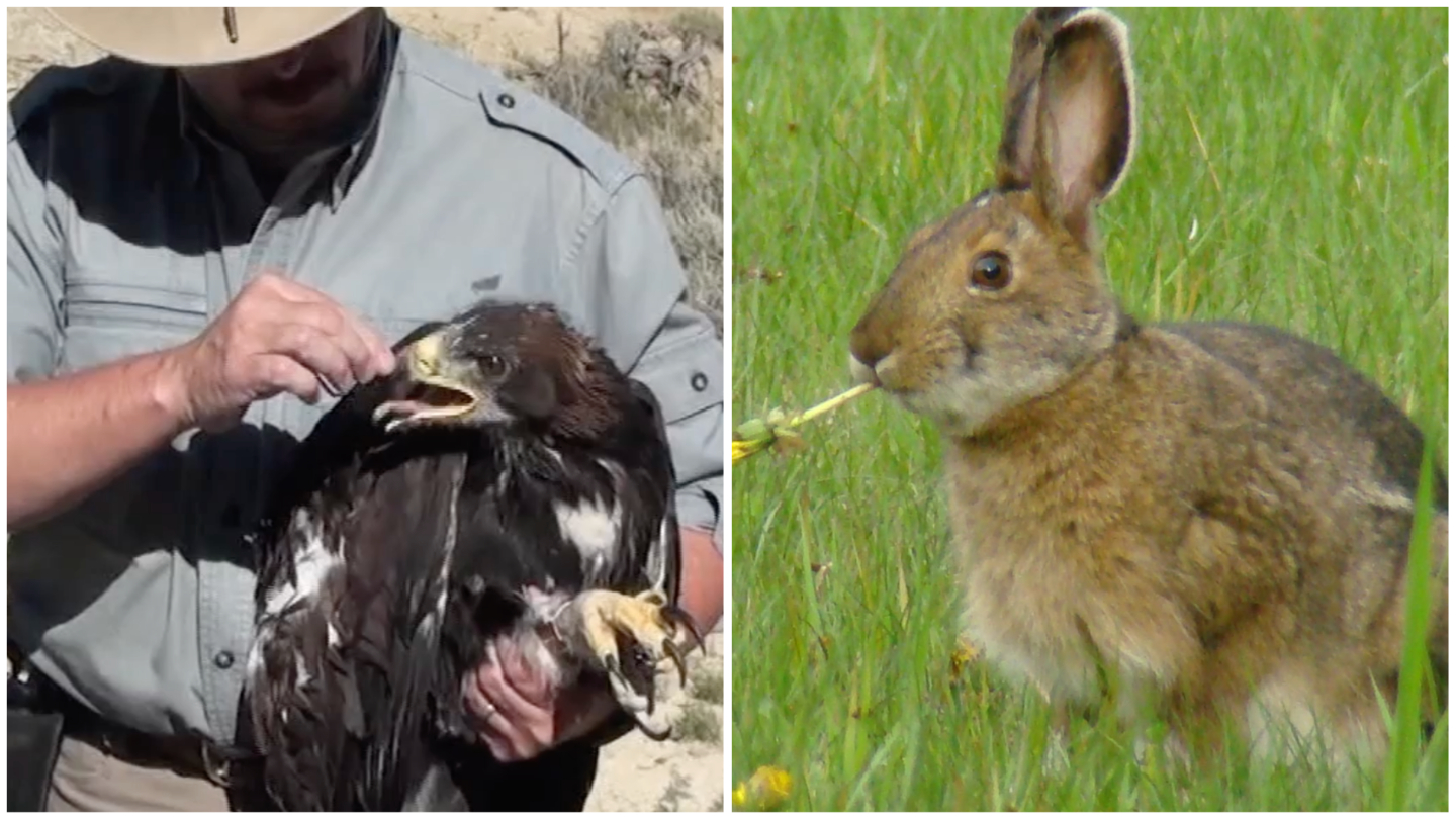 Rabbit Disease Causing Unprecedented Golden Eagle Decline in Big Horn Basin – Cowboy State Daily