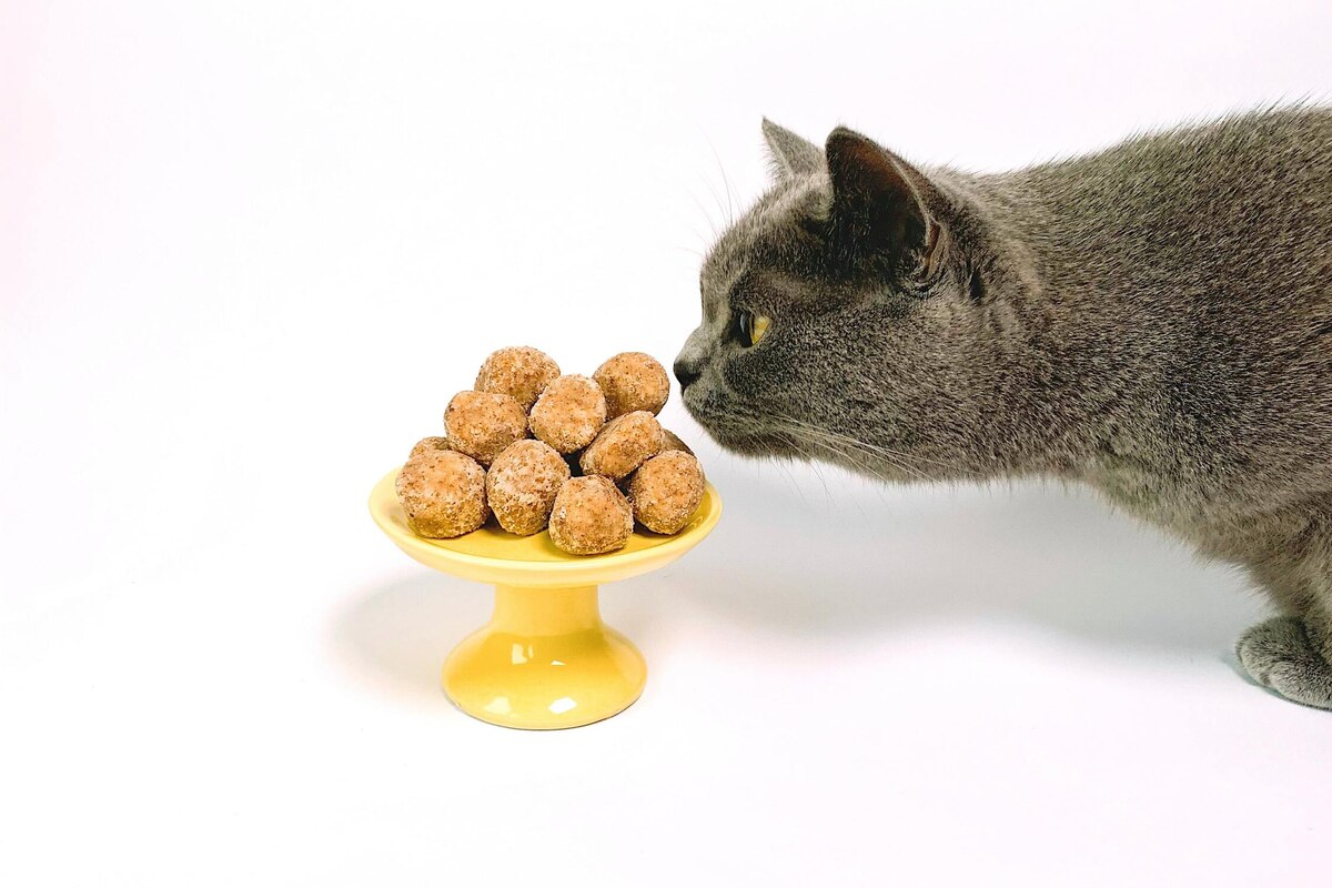 Cat vitamins: What to know about nutritional supplements for kitties – TAG24 NEWS