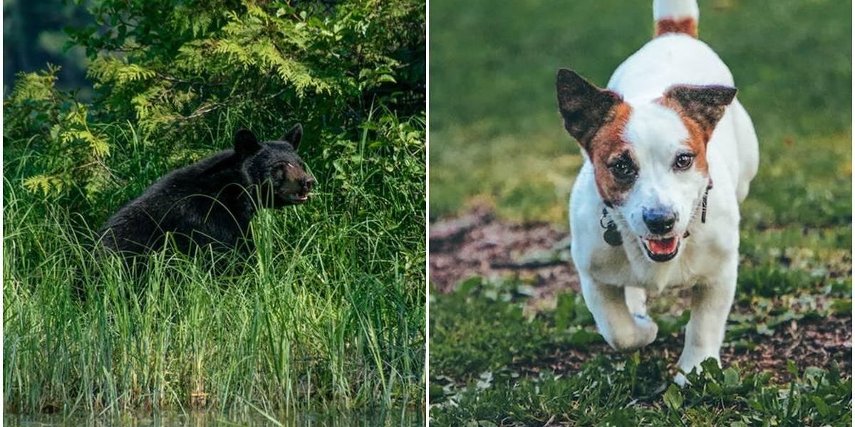 A woman was attacked by a bear but her terrier’s 'ninja moves' may have saved her life – Upworthy