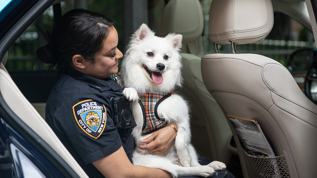 NYC dog trapped in hot car endures month-long recovery, finds home with police officer – Fox News