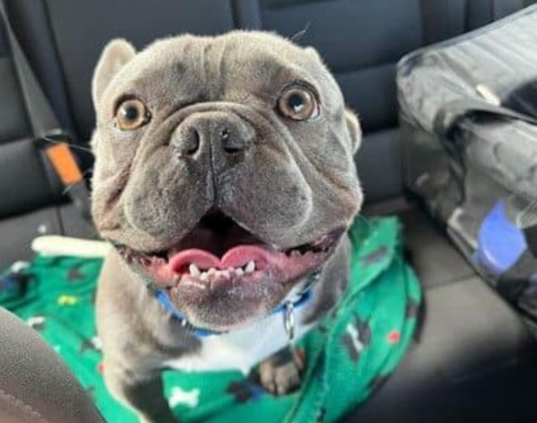 French Bulldog Stolen From San Leandro Found 900 Miles Away in Arizona, Returned Home – SFist