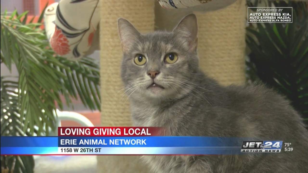 Loving Giving Local: Erie Animal Network – YourErie