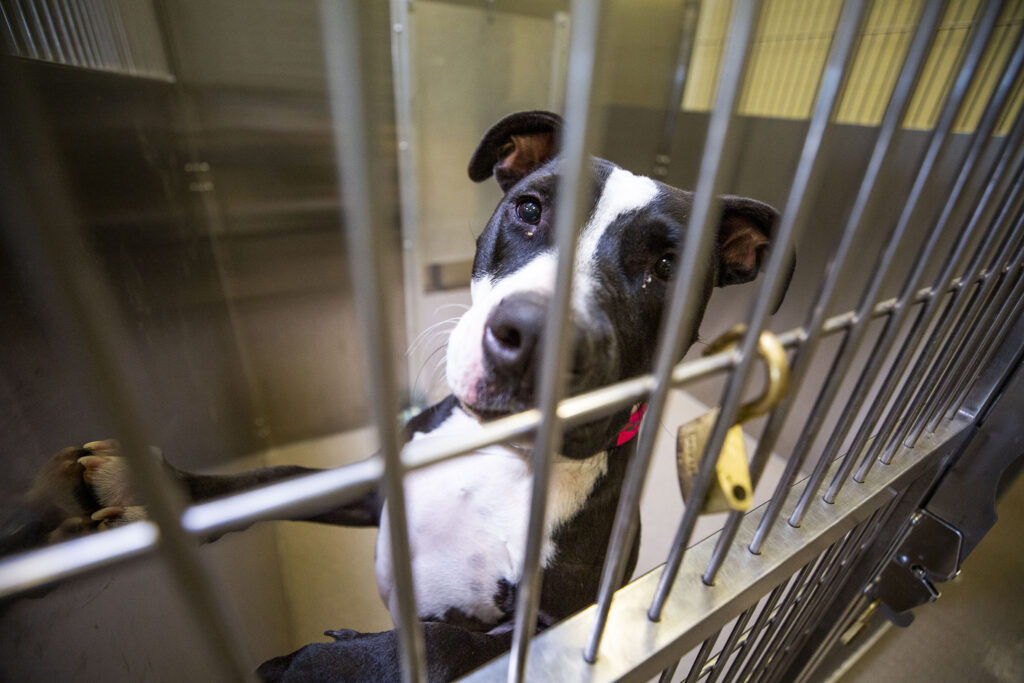 Front Range animal shelters are filling up. The pandemic, vet shortage and housing restrictions might be to blame – Colorado Public Radio