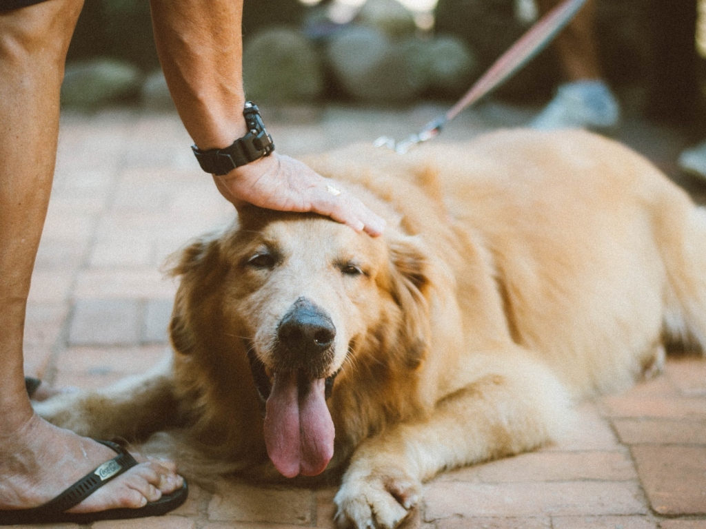 The Way This School Honored Their Facility Dog Shows a Shift in Valuing Student & Faculty’s Mental Health – SheKnows