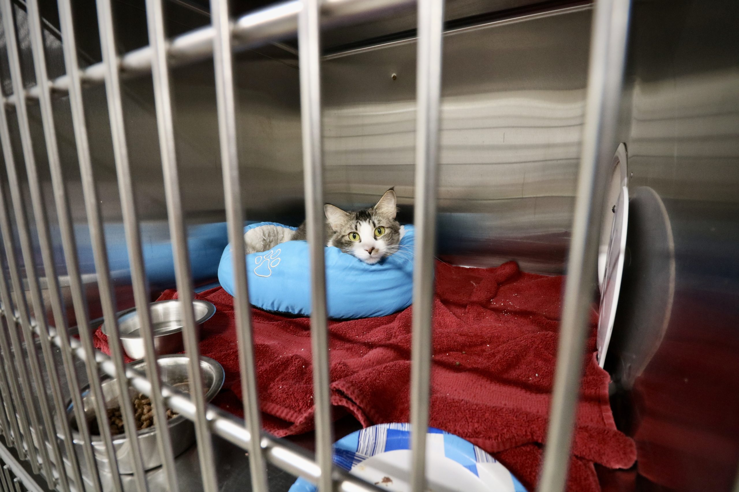 Dying kittens and dirty cages: Workers allege mistreatment at Franklin County Animal Rescue – vtdigger.org