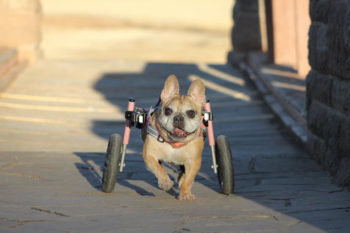 2023 Walkin' Pets Calendar features two disabled Texas dogs – Midland Reporter-Telegram