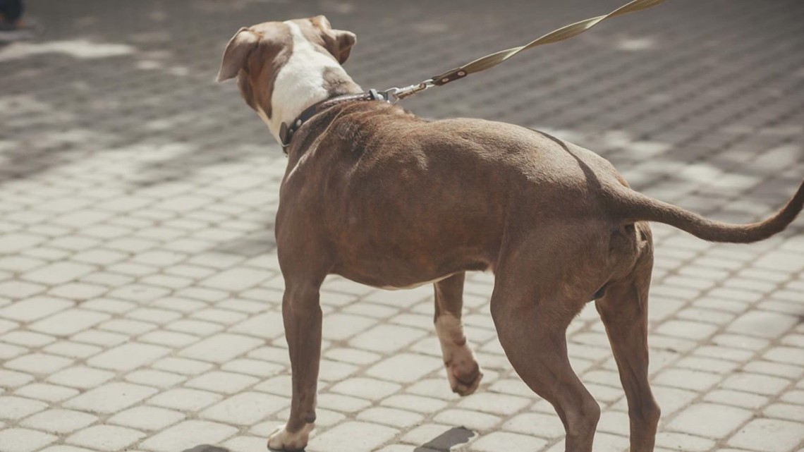 'Dog bites are 100% preventable' | Owner responsibility is key in preventing dog attacks, trainers say – KHOU.com