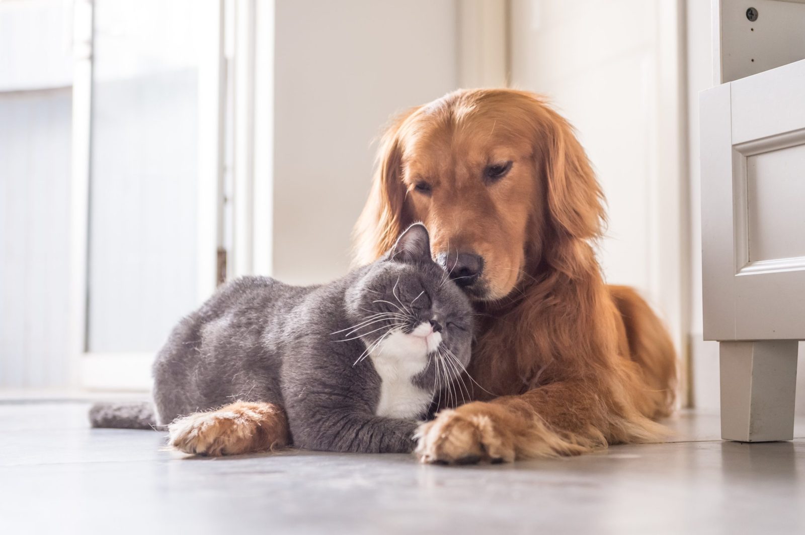 Cat Plays Dead to Trick Dog Who Tries to Save Her – One Green Planet