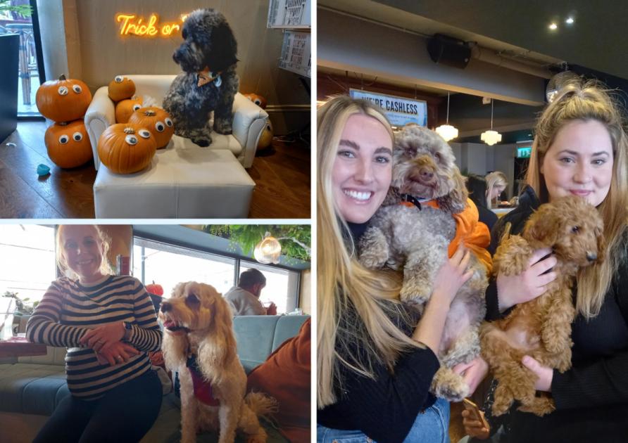 Southampton pet owners flock to Halloween themed dog café – Southern Daily Echo