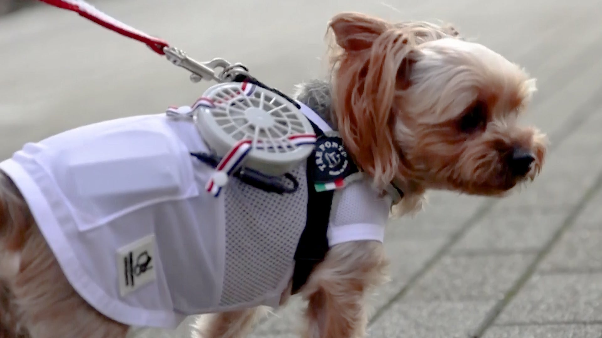 Pet Clothes With Built-in Fans Keep Animals Cool on Hot Days – Inside Edition