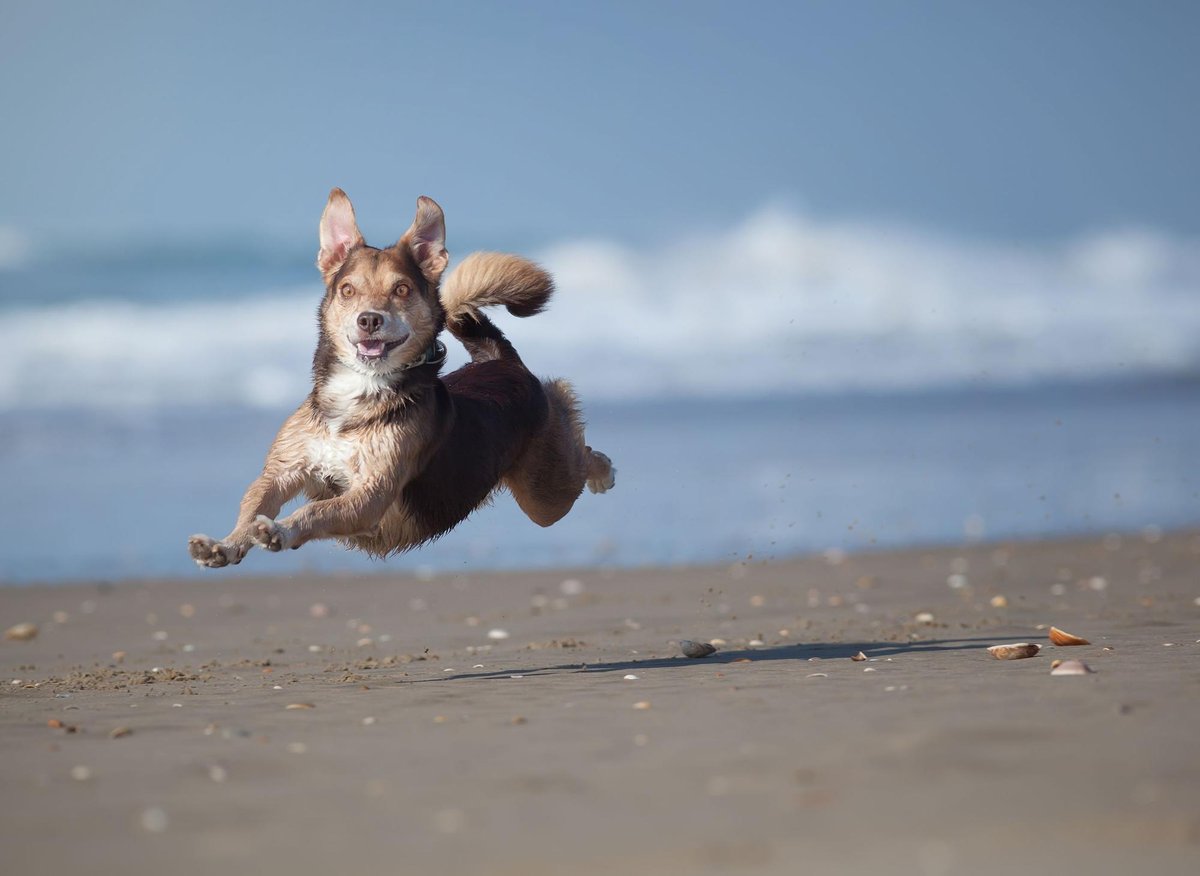 Is My Dog OK? Here are the 10 telltale signs that your adorable dog is feeling fine and in great shape 🐕 – The Scotsman