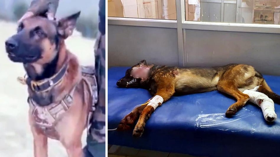 Military commando Dog Zoom martyred by terrorists' bullet, dies while undergoing treatment, see photosNews WAALI – News Waali