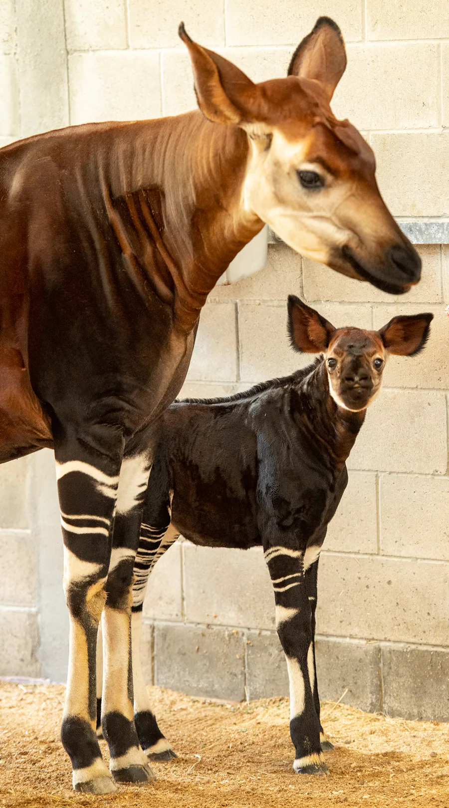 Disney's Animal Kingdom Lodge Welcomes Beni the Baby Okapi – WDW News Today