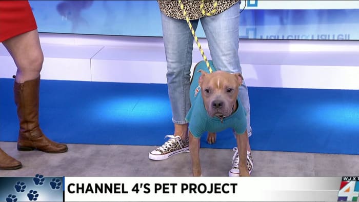 Pet Project: Meet Cornflake – WJXT News4JAX