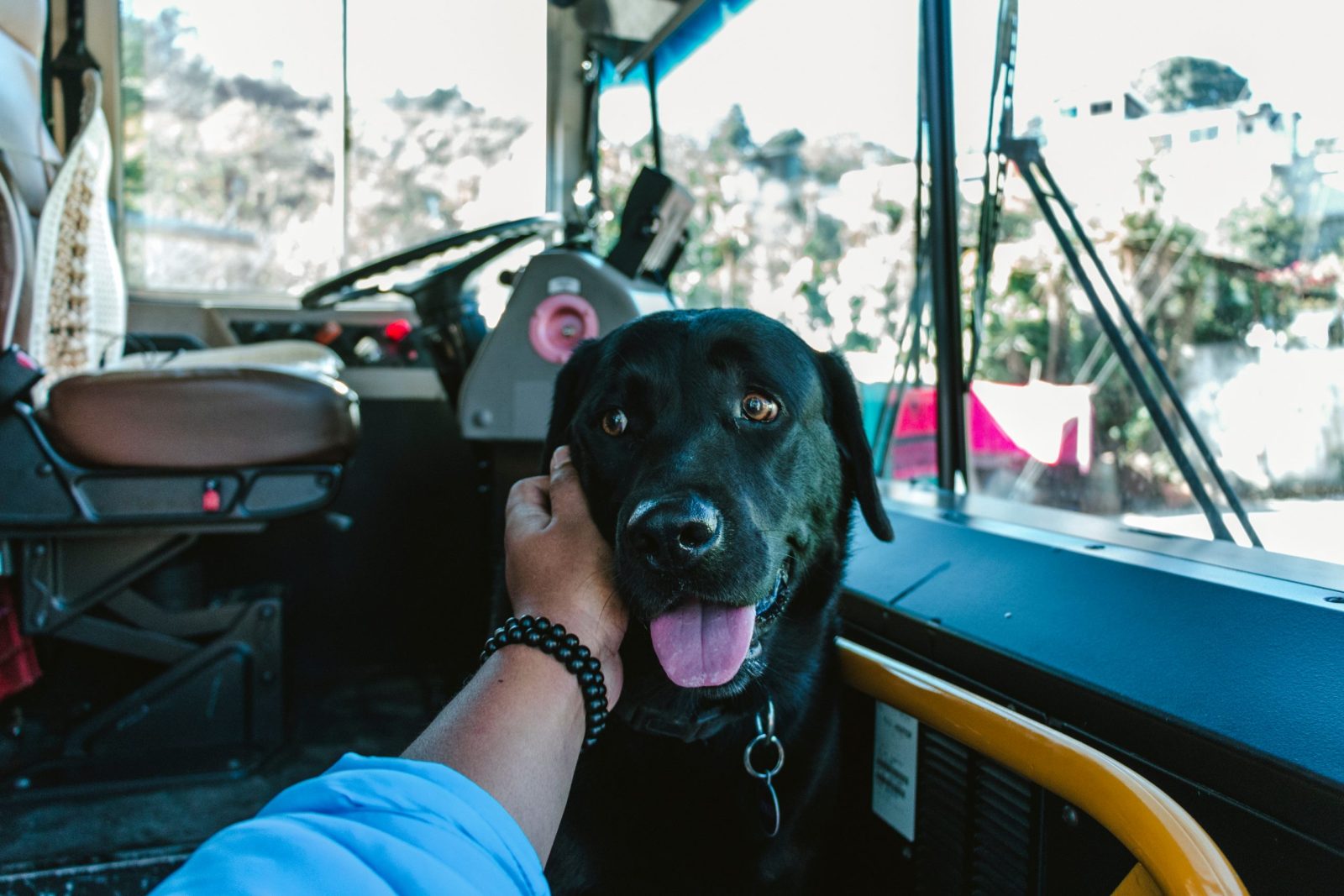 Dog Famous For Riding Seattle Transit By Herself Has Passed Away – One Green Planet