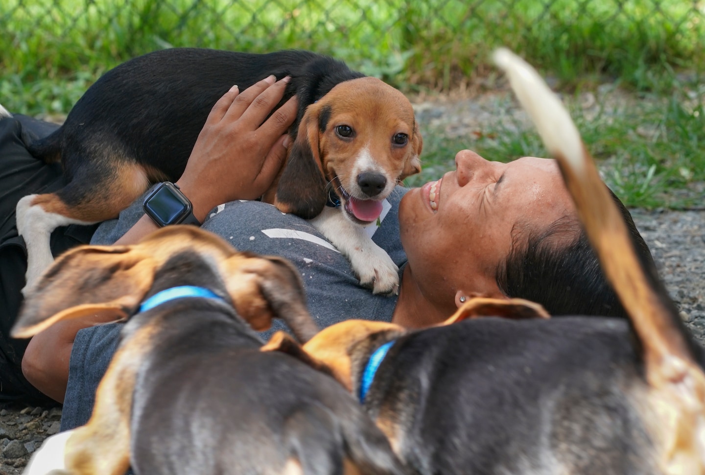 Envigo's 4,000 beagles rescued in record Humane Society animal welfare seizure – The Washington Post