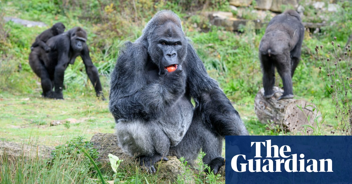 ‘A huge undertaking’: Bristol zoo faces challenge of rehoming 25,000 animals – The Guardian