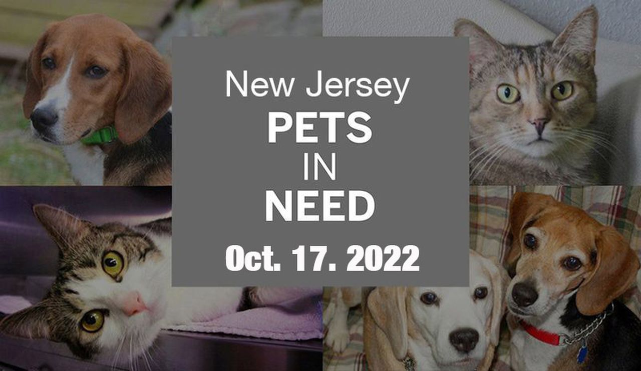 N.J. pets in need: Oct. 17, 2022 – NJ.com