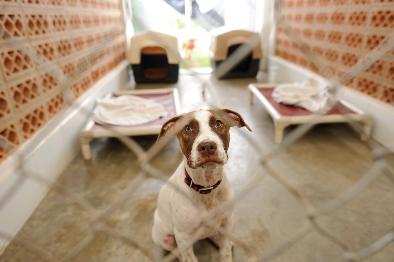 Terrified Senior Dog Gets Dropped Off at Shelter But is Adopted Immediately After “Please Save Him” Plea on TikTok – One Green Planet