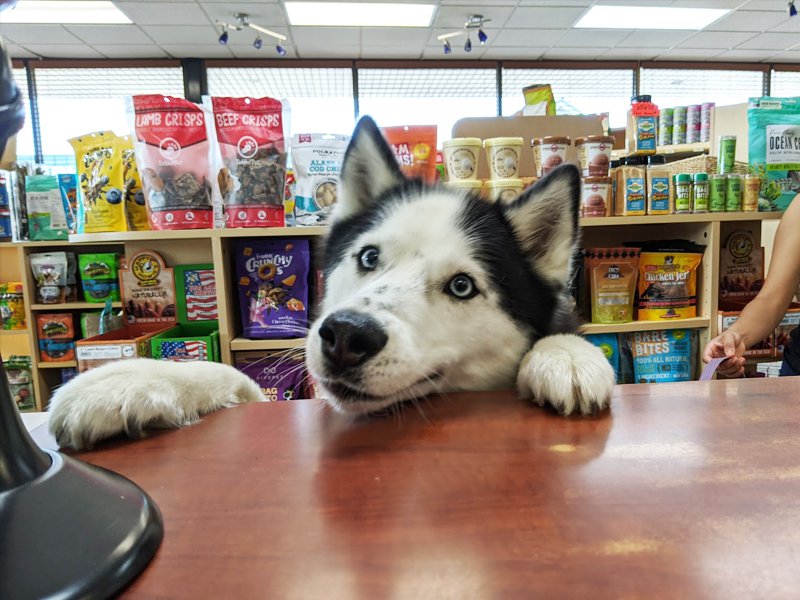 Springfield Natural Pet Food Store Moves to Kingstowne – Alexandria Living Magazine