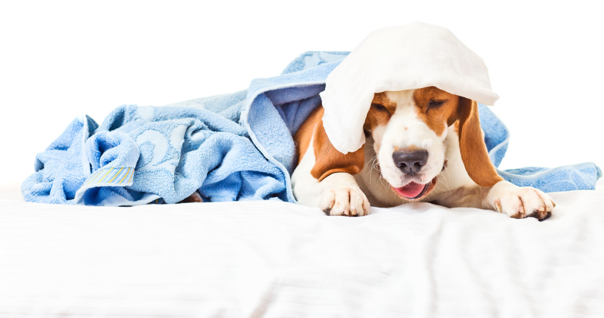 Wondering Why Your Dog Is Coughing So Much? Here's What Might Be Going On – Parade Magazine