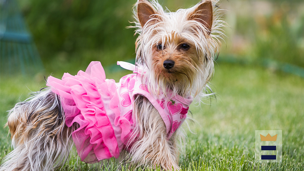 Couture and Canines Runway Show, more, set for downtown – WHBF – OurQuadCities.com