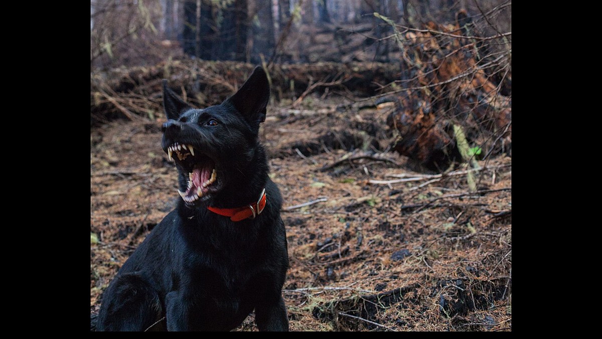 This Is Why You Should Never Pet A Dog With A Red Collar In New Jersey – 943thepoint.com