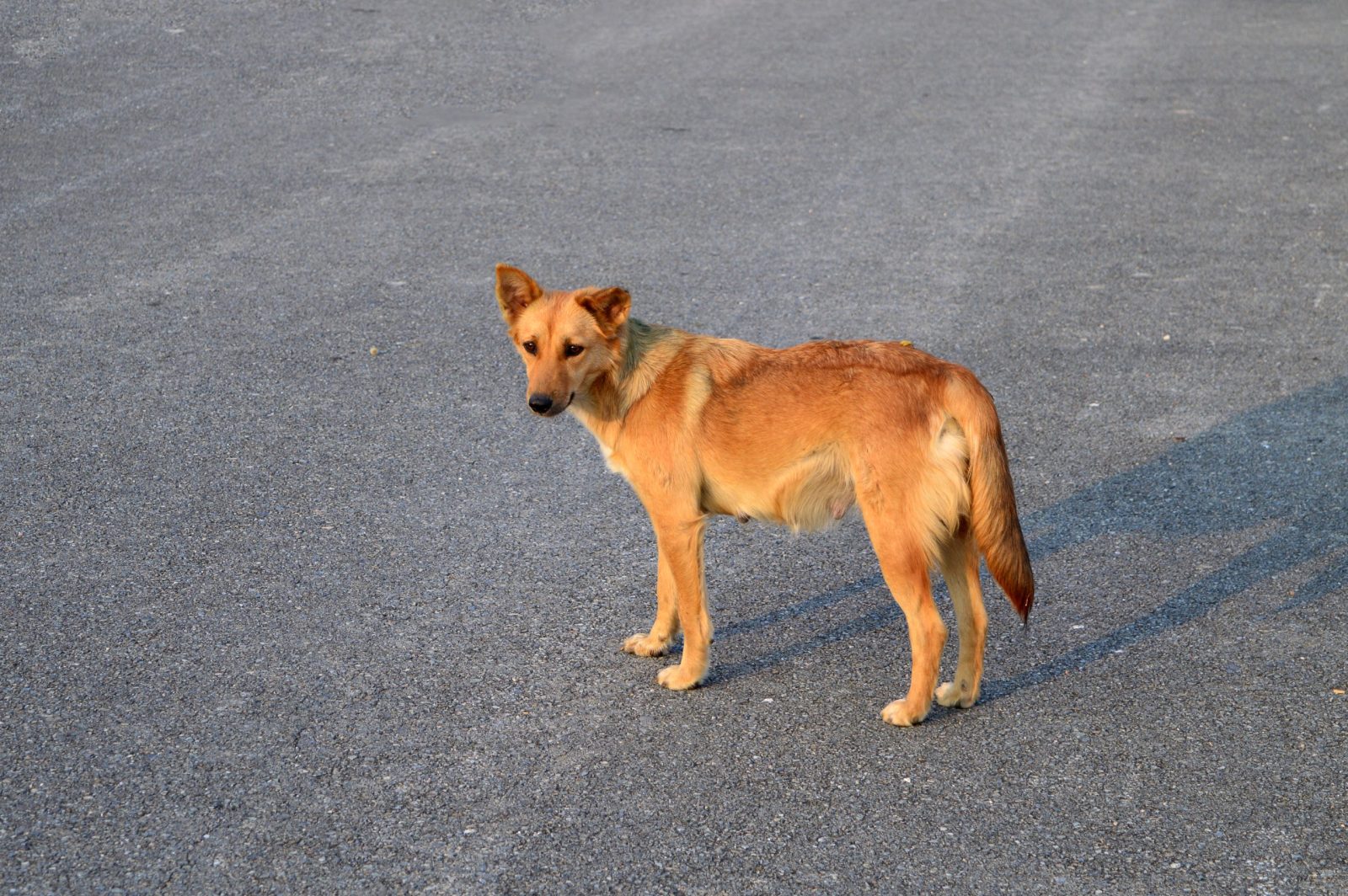 Dog is Saved From Busy Freeway and is Adorably Named Freeway – One Green Planet