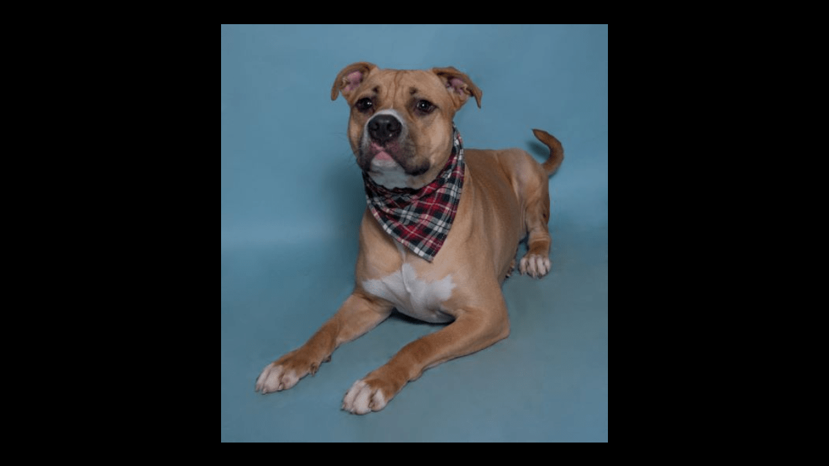 Pets in Need SoMD Dog of the Week: Duke – The Southern Maryland Chronicle