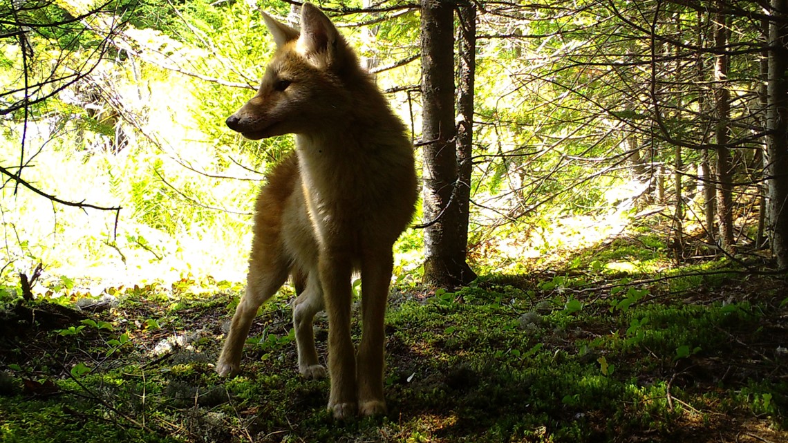 Pack of coyotes surrounds dog walker in Swampscott – NewsCenterMaine.com WCSH-WLBZ