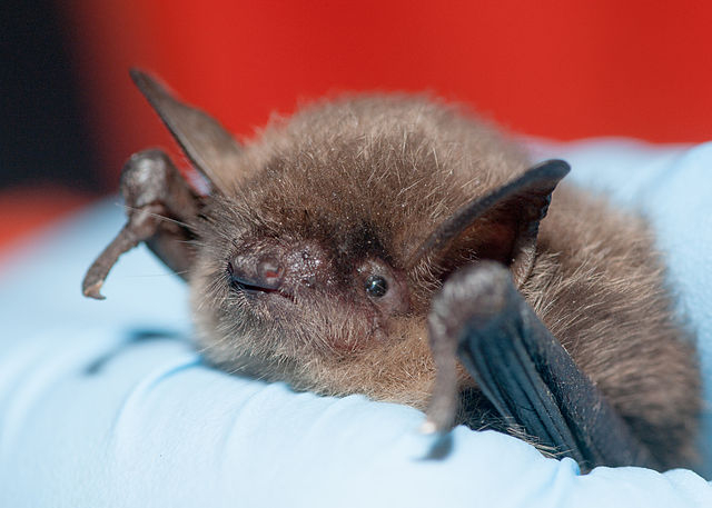 Rabid bat found in Palo Alto Baylands | News | Mountain View Online | – Mountain View Voice