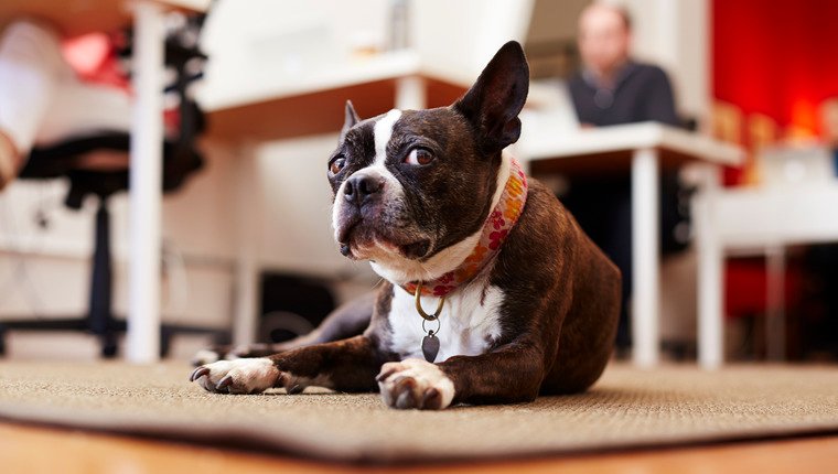 Dogs Could Be Coming to the Workplace in Singapore – DogTime