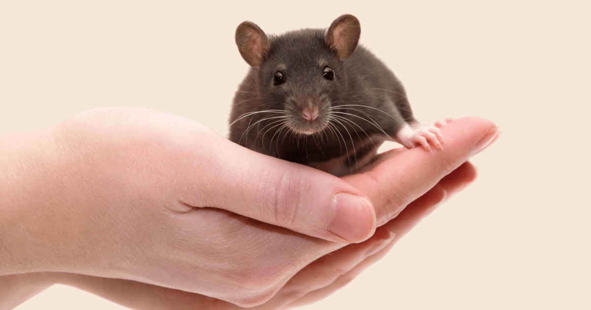 Should Animal Testing End for Health Studies? 800 Experts Say Yes – VegNews