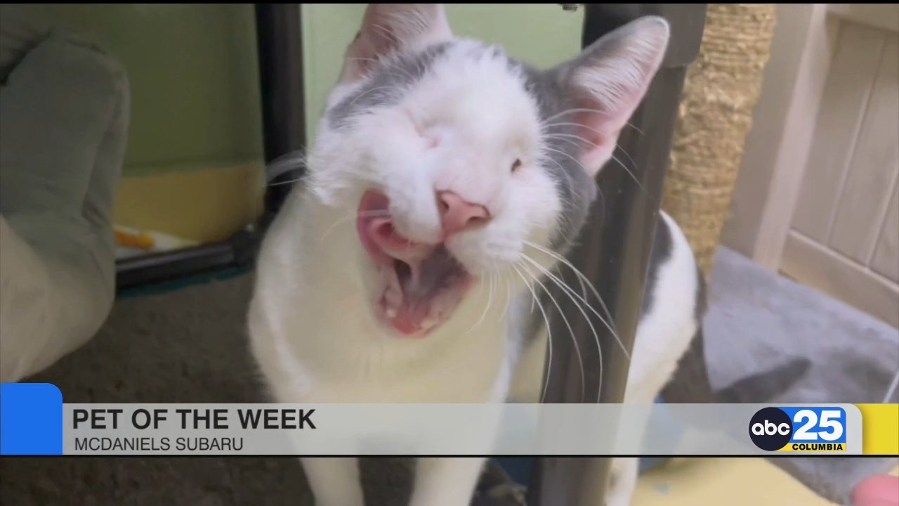 Pet of the Week: Taffy & Enrique! – Abccolumbia.com