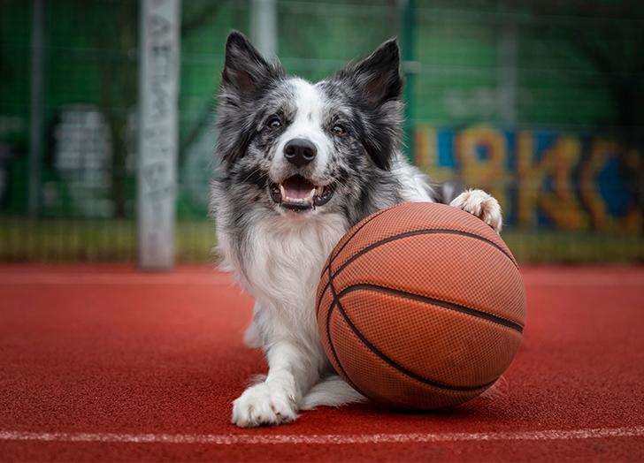 22 of the Healthiest Dog Breeds on the Planet – Yahoo Life