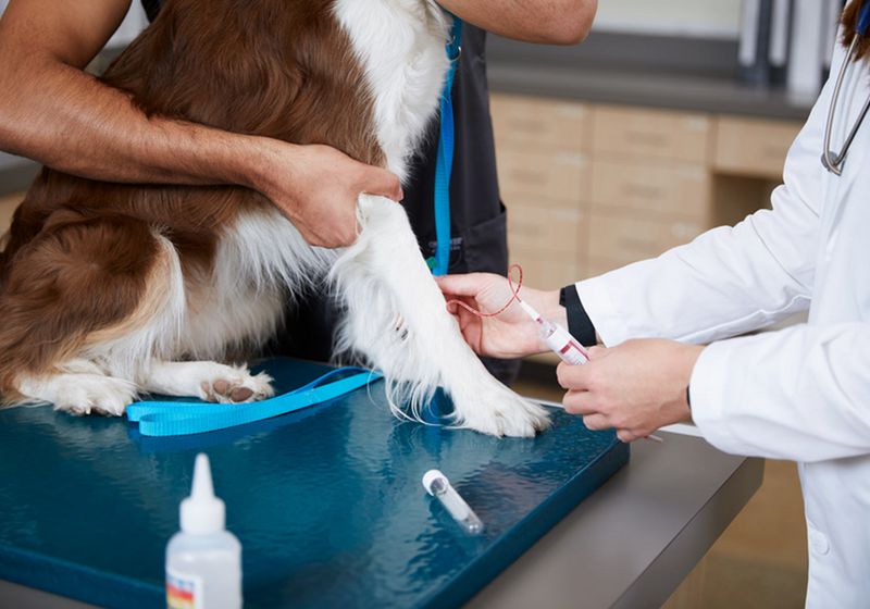 The Pet Health Industry Takes on Canine Cancer – The Scientist