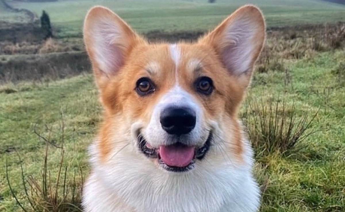 Dog Owner Shocked to Discover Her Pet is the Brother of One of The Queen's Corgis – Good News Network