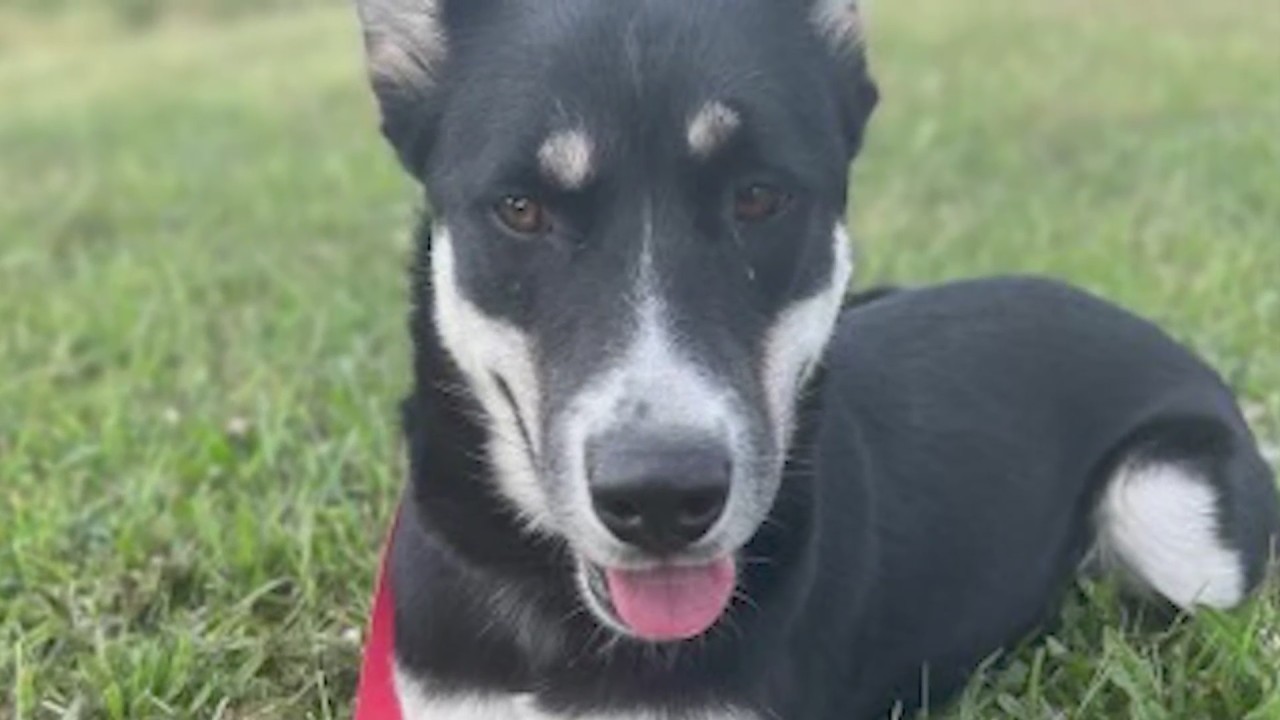 Lee’s Summit school welcoming therapy dog to help students’ mental health – WDAF FOX4 Kansas City