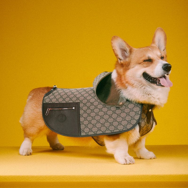 Gucci launches pet collection featuring clothes and accessories for beloved pooches – Lifestyle Asia Bangkok