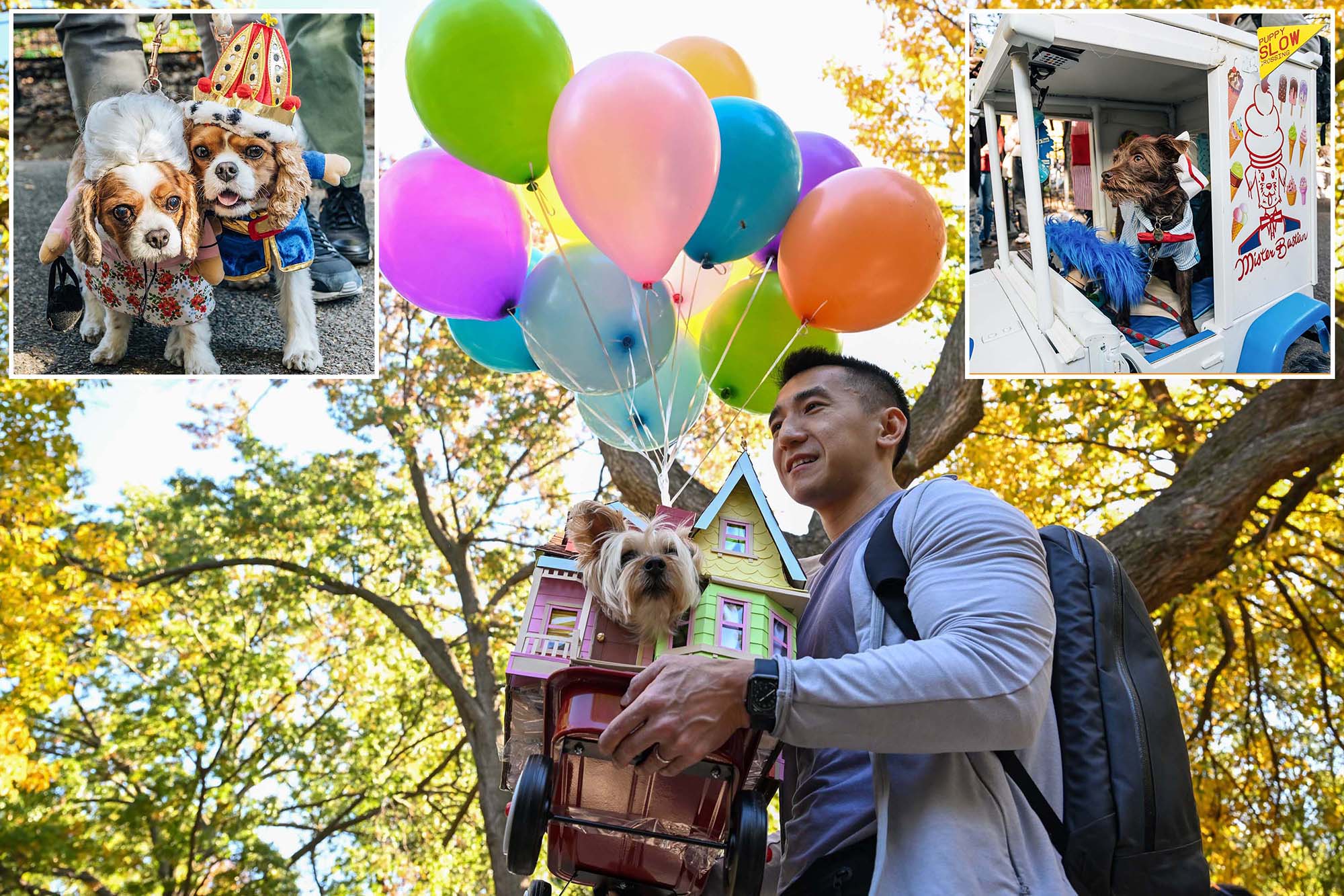 Every dog had its day celebrating Halloween at NYC's Tompkins Square Park – New York Post