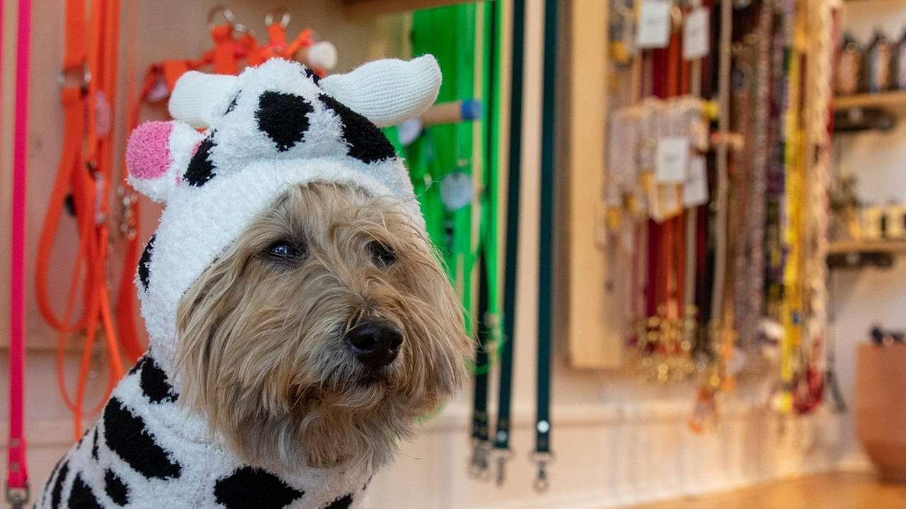 Halloween has gone to the dogs: How to prep your pup for a spooky holiday – Newsday