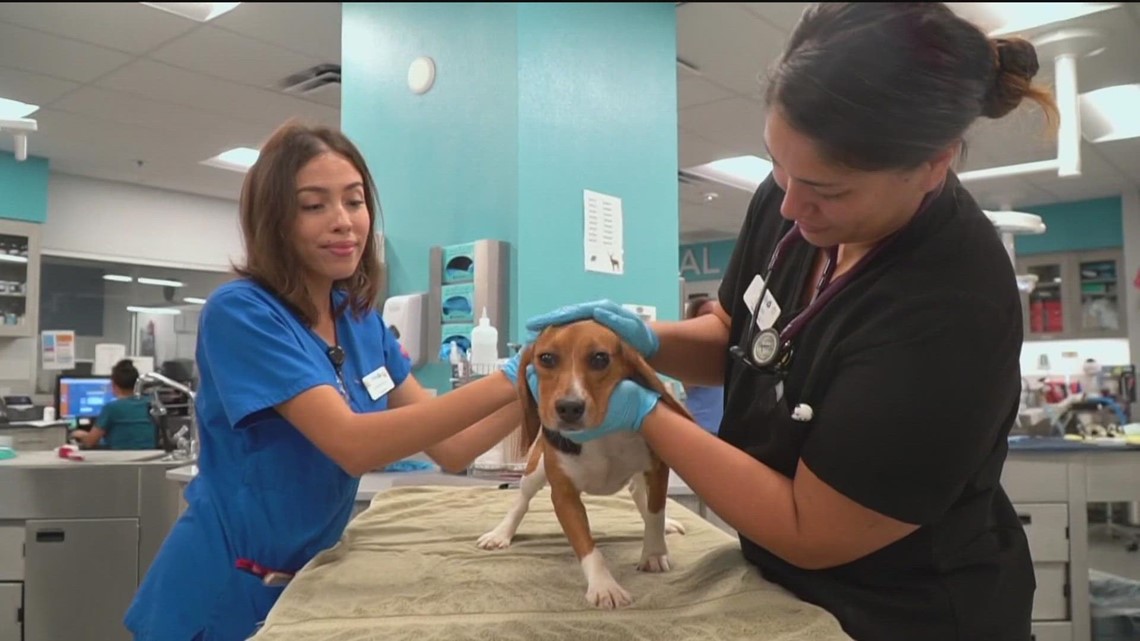 San Diego Humane Society urges governor to sign bill limiting animal testing – CBS News 8